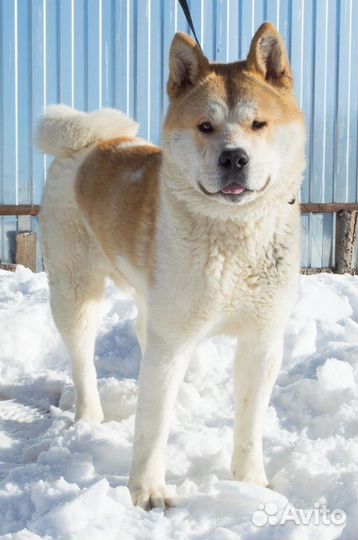 Собака (американская акита) ищет дом