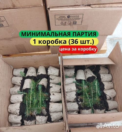 Саженцы ели зкс в розницу