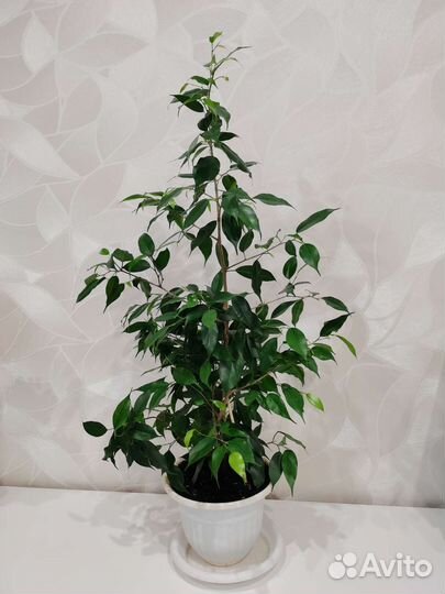Фикус бенджамина плетеный