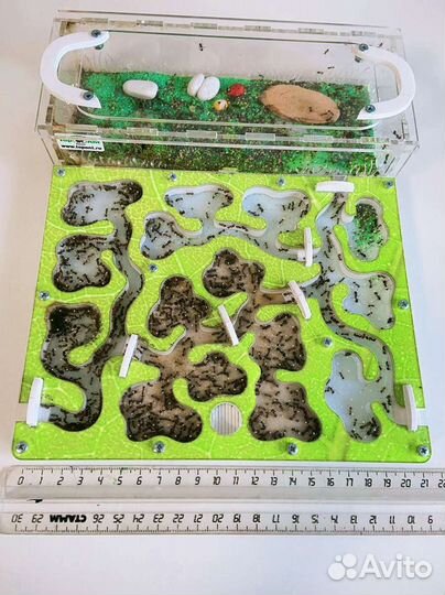 Муравьиная ферма с муравьями