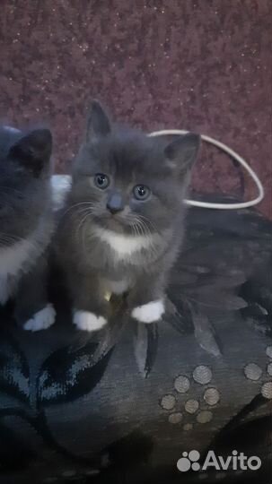 Британские котята