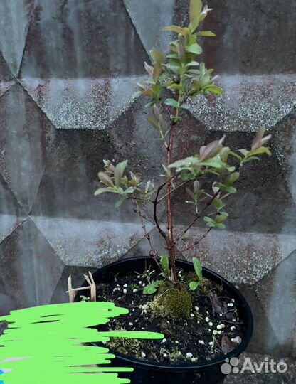 Жимолость канадских сортов