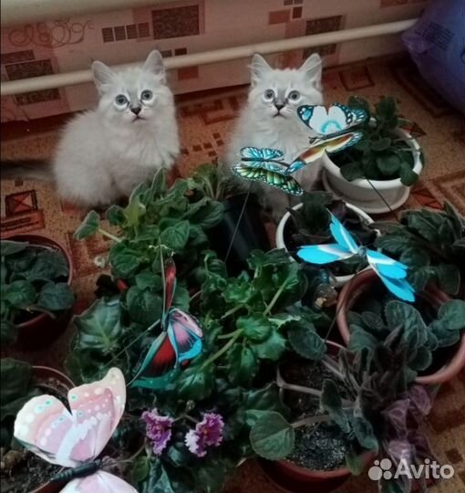 Котята
