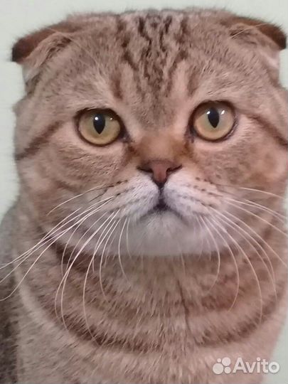 Британец вязка