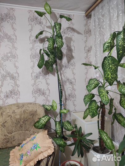 Диффенбахия