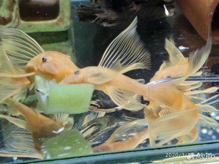 Красивые сомы L144, есть вуальки - Стрекоза