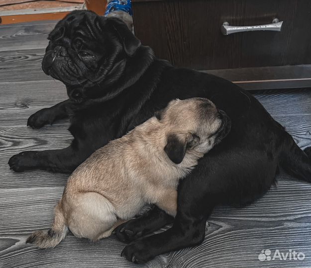 Мопс вязка мальчик