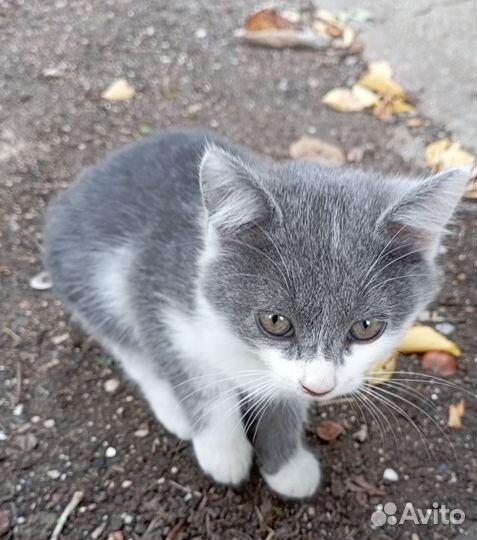 Котёнок девочка 2.5мес в добрые руки