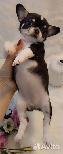 Малыши чихуаши