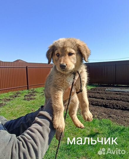 Щенки в добрые руки