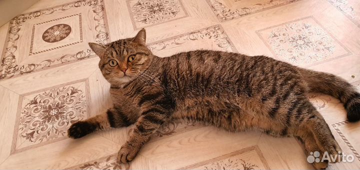 Кот шотландский на Вязку