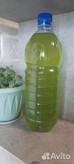 Хлорелла