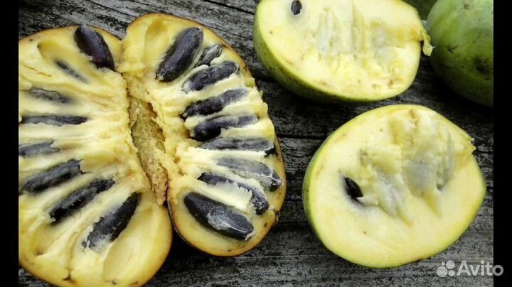 Азимина семена