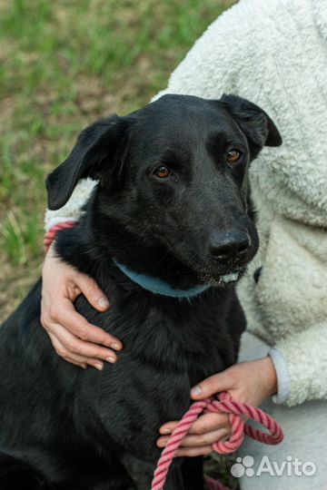 Взгляд собаки, потерявшей надежду обрести дом