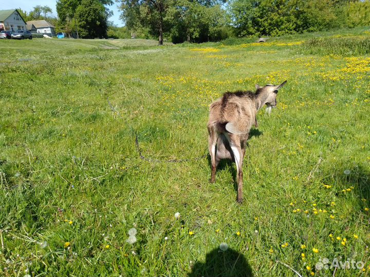 Коза дойная