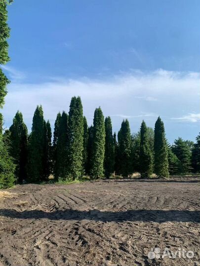 Туя западная Колумна, крупномер