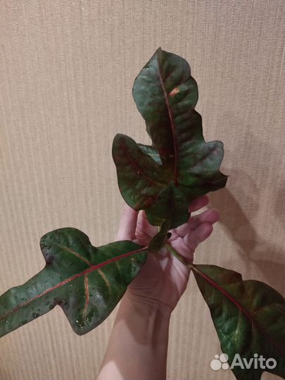 Кротон экселент