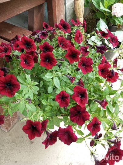 Петуния Тайдал