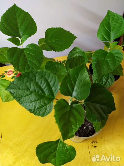 Клеродендрум