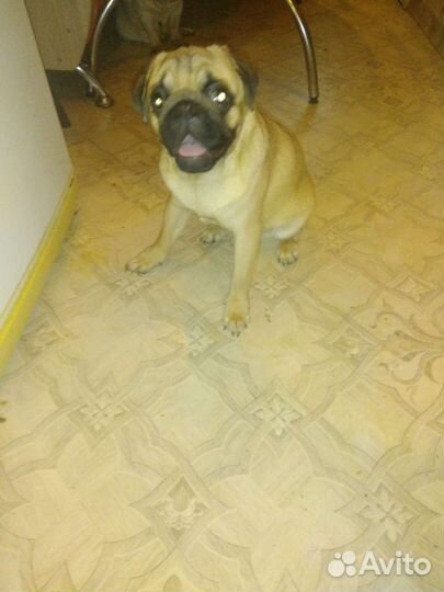 Щенки мопса