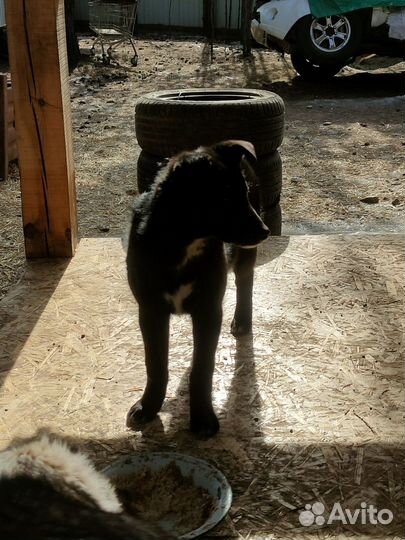 Щенки лайки