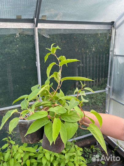 Актинидия (мини киви) коломикта,аргута зкс