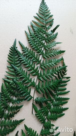 Мох, Папоротник стабилизированные