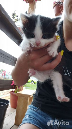 Домашние животные кошки