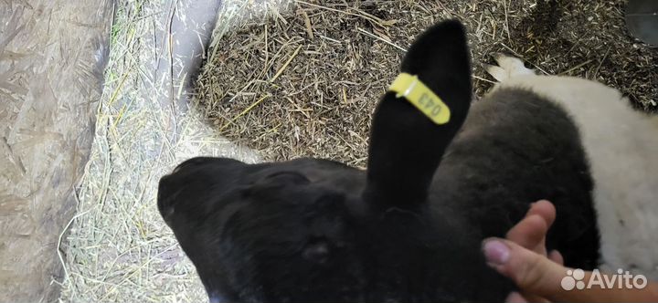 Барашки дорпер