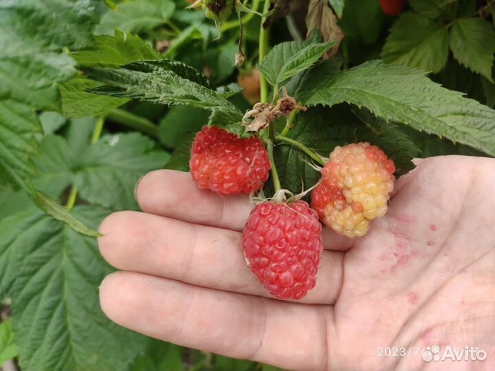 Саженцы гигантской малины