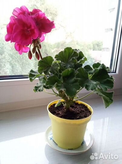 Сортовые пеларгонии герани