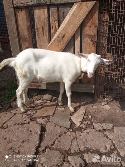 Козы Зааненские и козлик Чешской породы