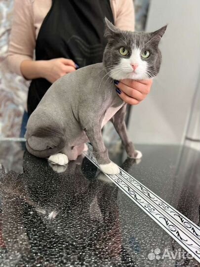 Стрижка кошек/котов и собак