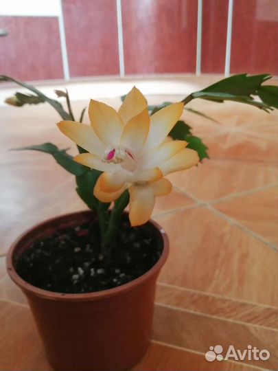 Декабрист шлюмбергера