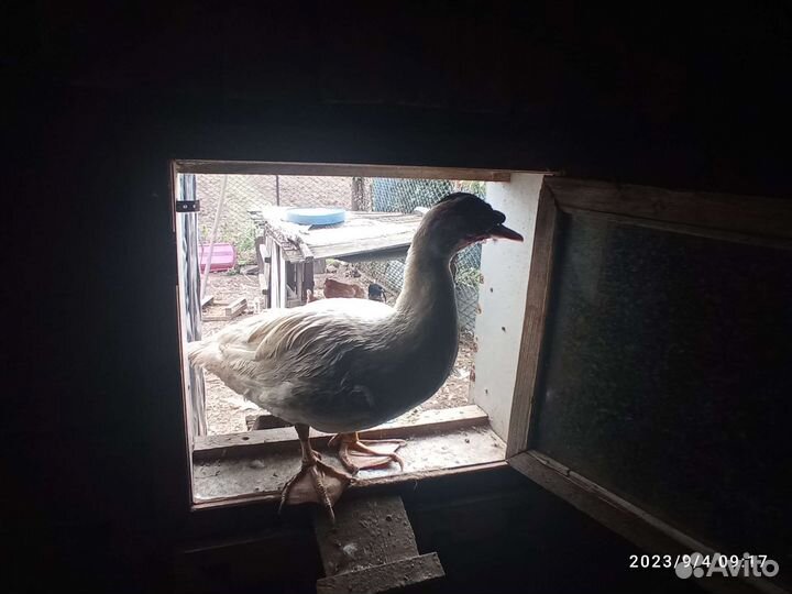 Утята индоутки