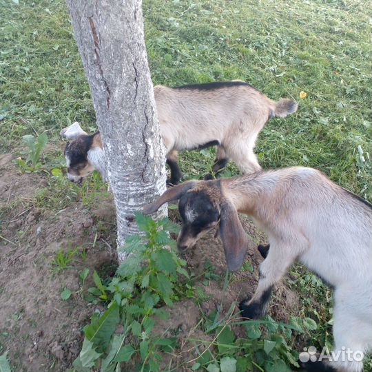 Козлята