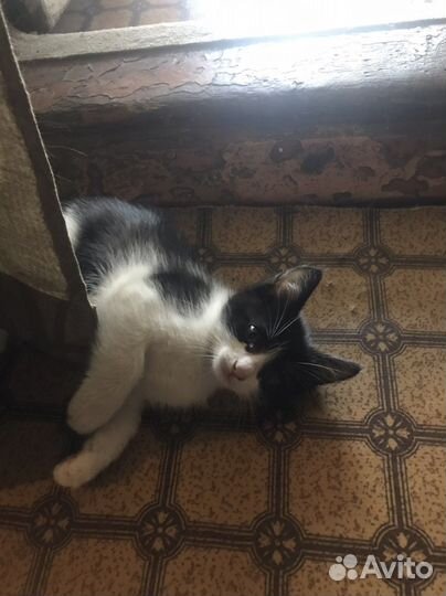 Котенок в добрые руки