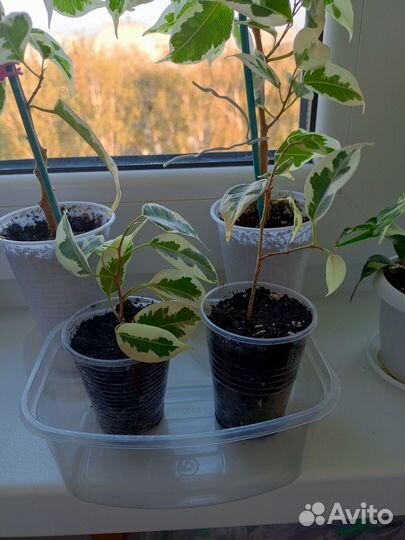 Фикус бенджамина пестролистный