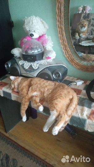 Отдам кота в добрые руки