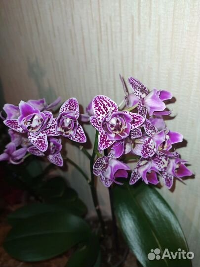 Орхидея фаленопсис Монтеррей пелор