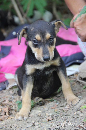 Щенки собаки средней породы