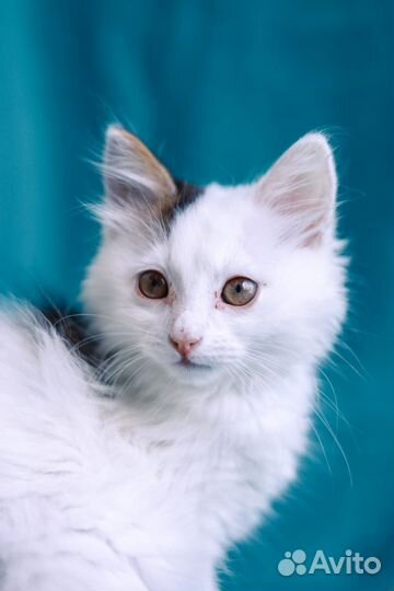 Котёнок из приюта