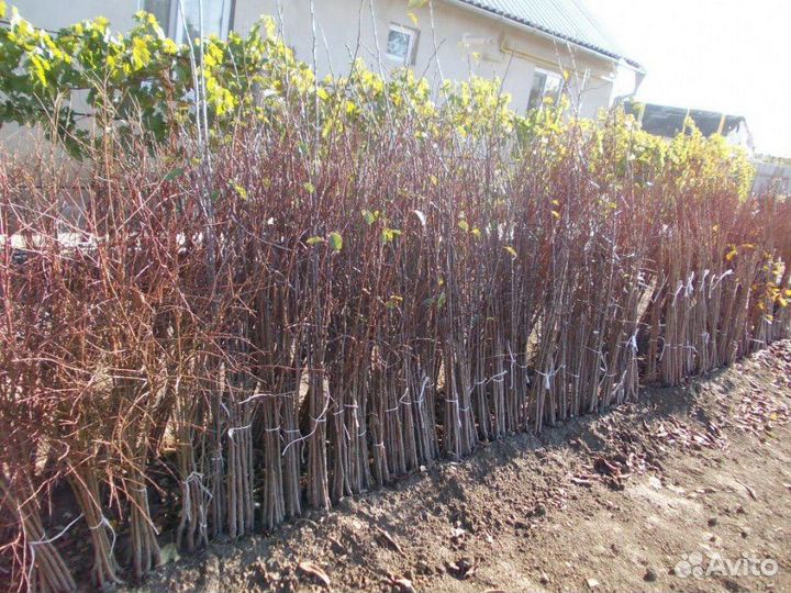 Саженцы плодовых деревьев (опт)