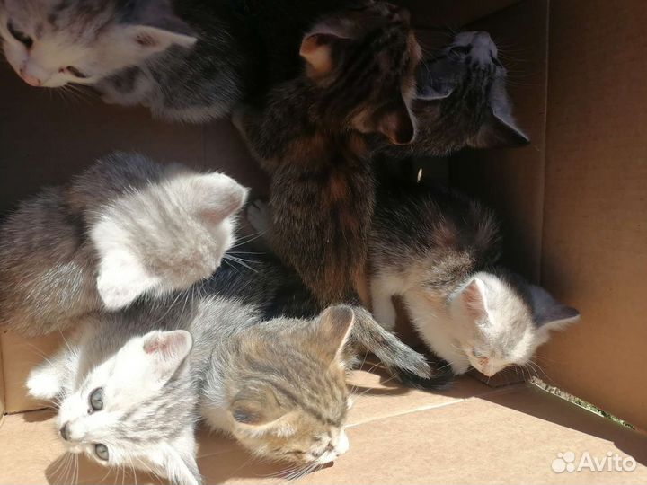 Котята дворовые
