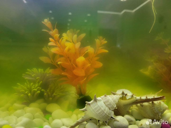 Аквариум