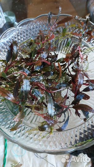 Буцефаландра, анубиас бонсай