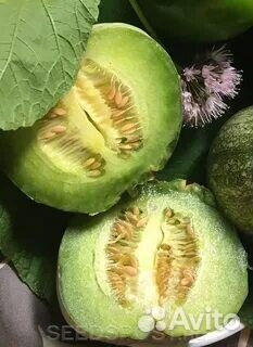Семена.Огурдыня Лартон