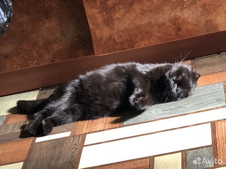 Кошка мишель