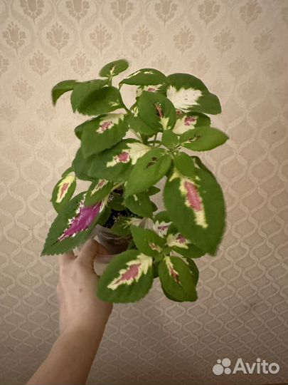 Монстера адансона,колеус,сингониум,рео,толстянка