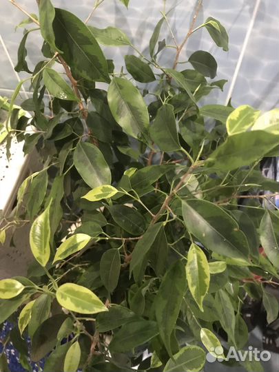 Фикус бенджамина пестролистный